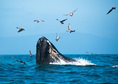 A whale breaches the ocean surface as seabirds fly nearby, with distant mountains in the background and clear blue skies.