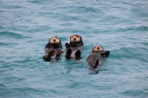 Three otters are floating on their backs in the water, looking towards the camera.