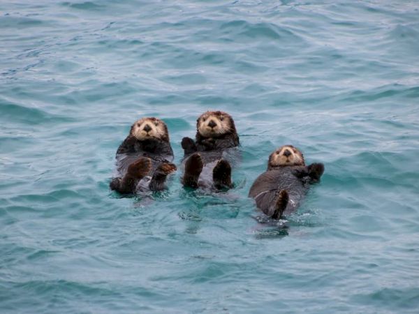 Three otters are floating on their backs in the water, looking towards the camera.