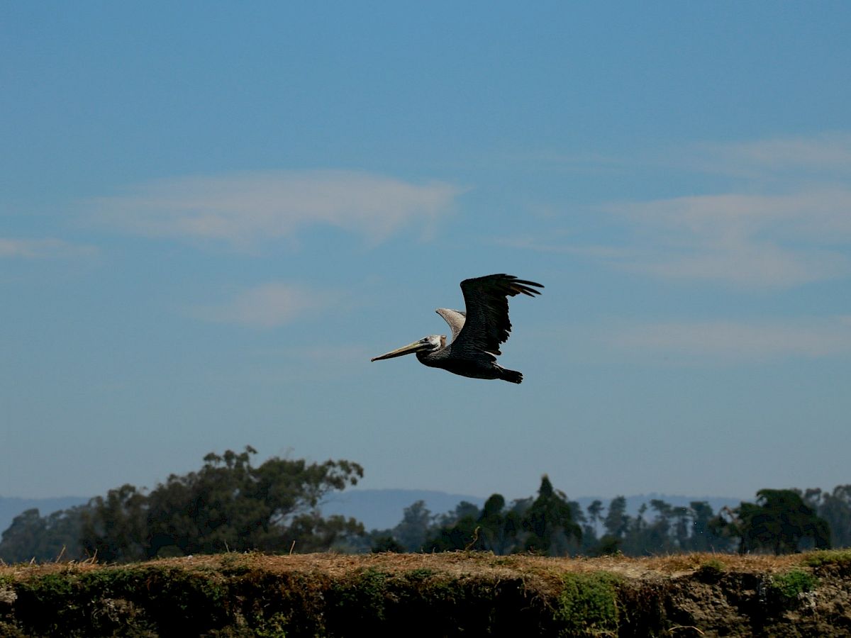 A pelican is flying over a grassy landscape with trees in the background under a clear blue sky.