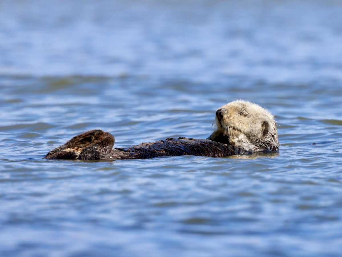 A sea otter is floating on its back in the water, appearing relaxed and surrounded by a vast blue ocean surface.