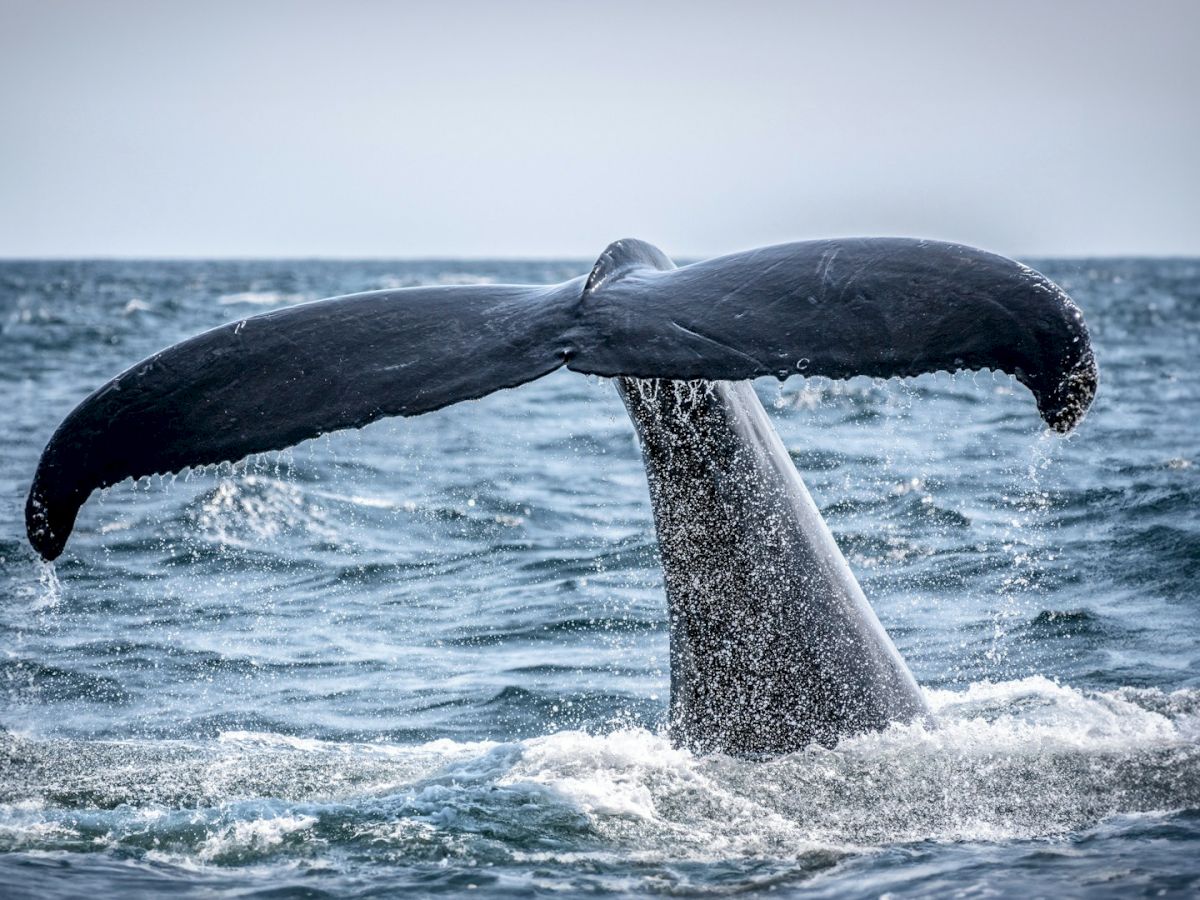 A whale tail is emerging from the ocean, creating splashes in the water against a blue sky background.