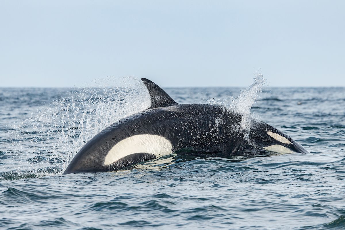 A pair of orcas surfacing in the ocean, one with its dorsal fin and white eye patch visible as waves spray around them.