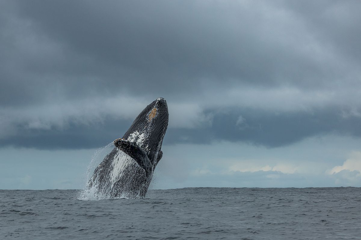 A humpback whale breaches the choppy ocean beneath stormy clouds, spraying water into the air.
