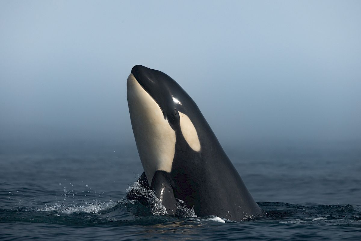 A breaching orca (killer whale) rises from the dark blue ocean, displaying its black-and-white body against the horizon.