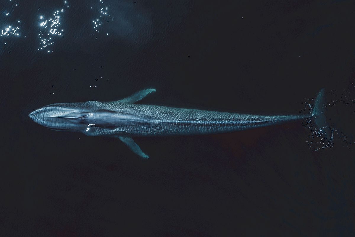 A long, slender fish with a narrow body and long snout glides in dark water, shimmering blue-gray fins trailing behind it.