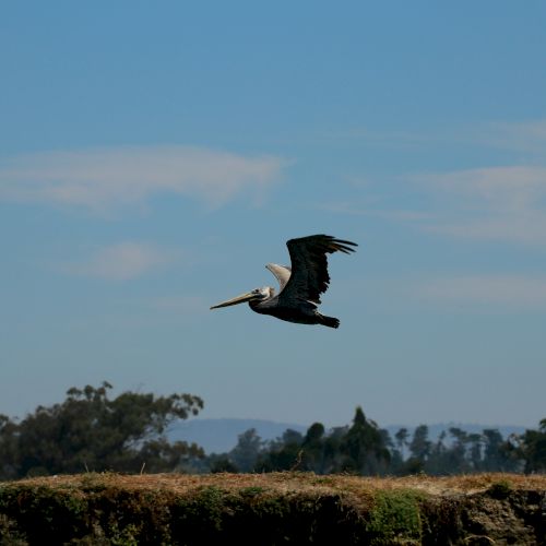 A lone pelican soars over a distant treeline beneath a clear blue sky.
