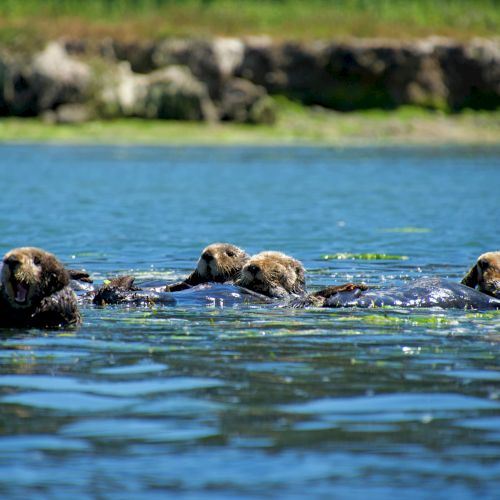 Three swimming otters calmly glide on a blue lake with a grassy, rocky shore in the background, ripples trailing behind them.