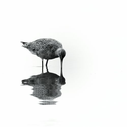 A small wading bird pecks at its reflection in calm water, creating a subtle, mirrored silhouette.