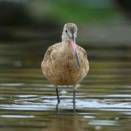A wading shorebird with a long, downward-curved bill standing in shallow water, likely a snipe or similar species, in a calm wetland.