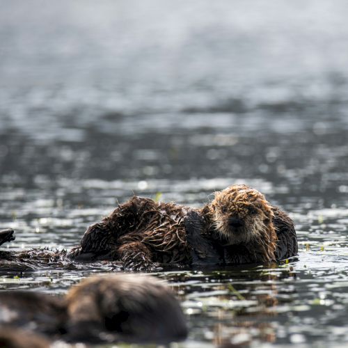 Otters lounging on a rocky shoreline by choppy water, quietly resting as waves crash nearby.