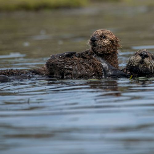 Otters in the Slough