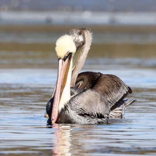 A pelican floats on calm water, head tucked, long pink bill resting near its chest, gray-feathered body, mirrored in the rippling surface.