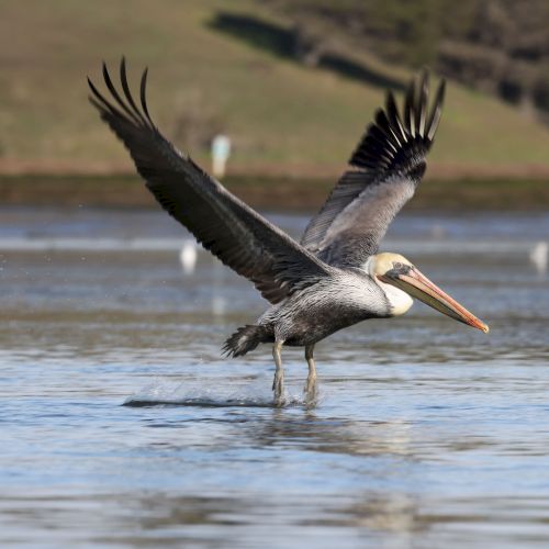 A pelican lifts off from a lake, wings spread wide over calm water, with a grassy shoreline and hills behind it.