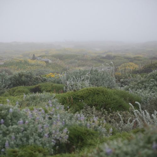 A foggy coastal meadow with low green shrubs, purple wildflowers, and muted distant hills, creating a soft, misty landscape vibe.