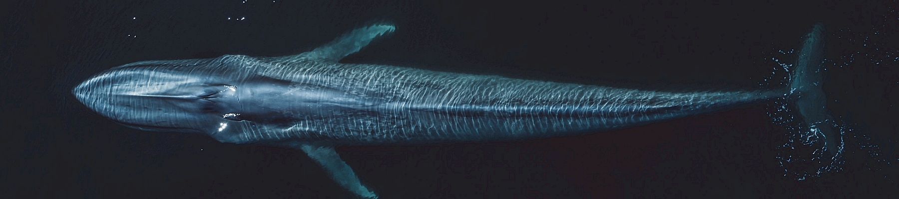 A glowing humpback-like whale swims underwater as sparkly particles trail through the dark, starry ocean.