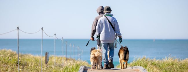 A couple walks two dogs on a boardwalk toward the ocean, surrounded by grass and under a clear blue sky.