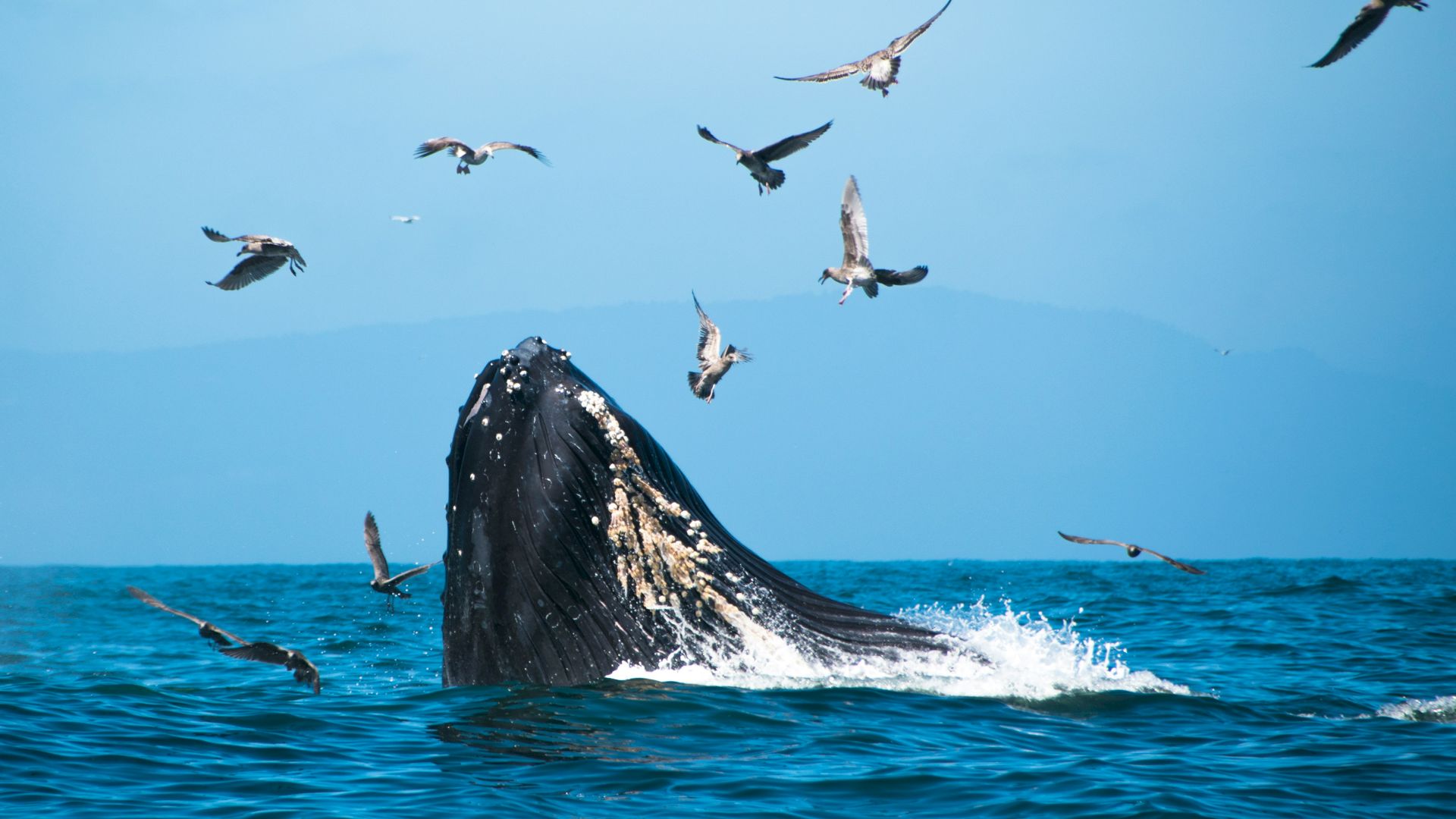 A whale breaches the ocean surface surrounded by flying birds against a clear blue sky.