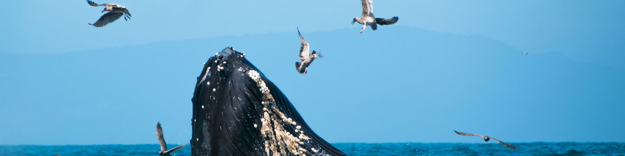 A whale breaches the ocean surface surrounded by flying birds against a clear blue sky.