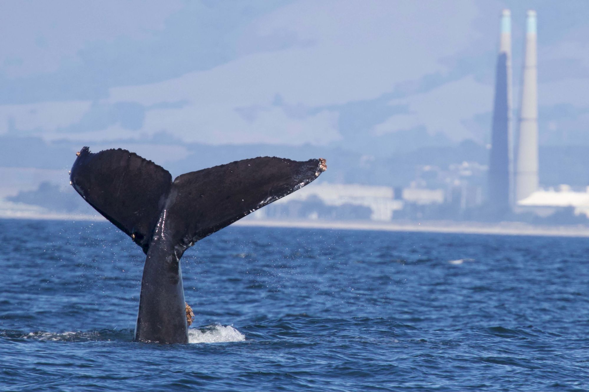 A whale&rsquo;s tail (fluke) is rising above the water, with the ocean and distant industrial structures in the background.