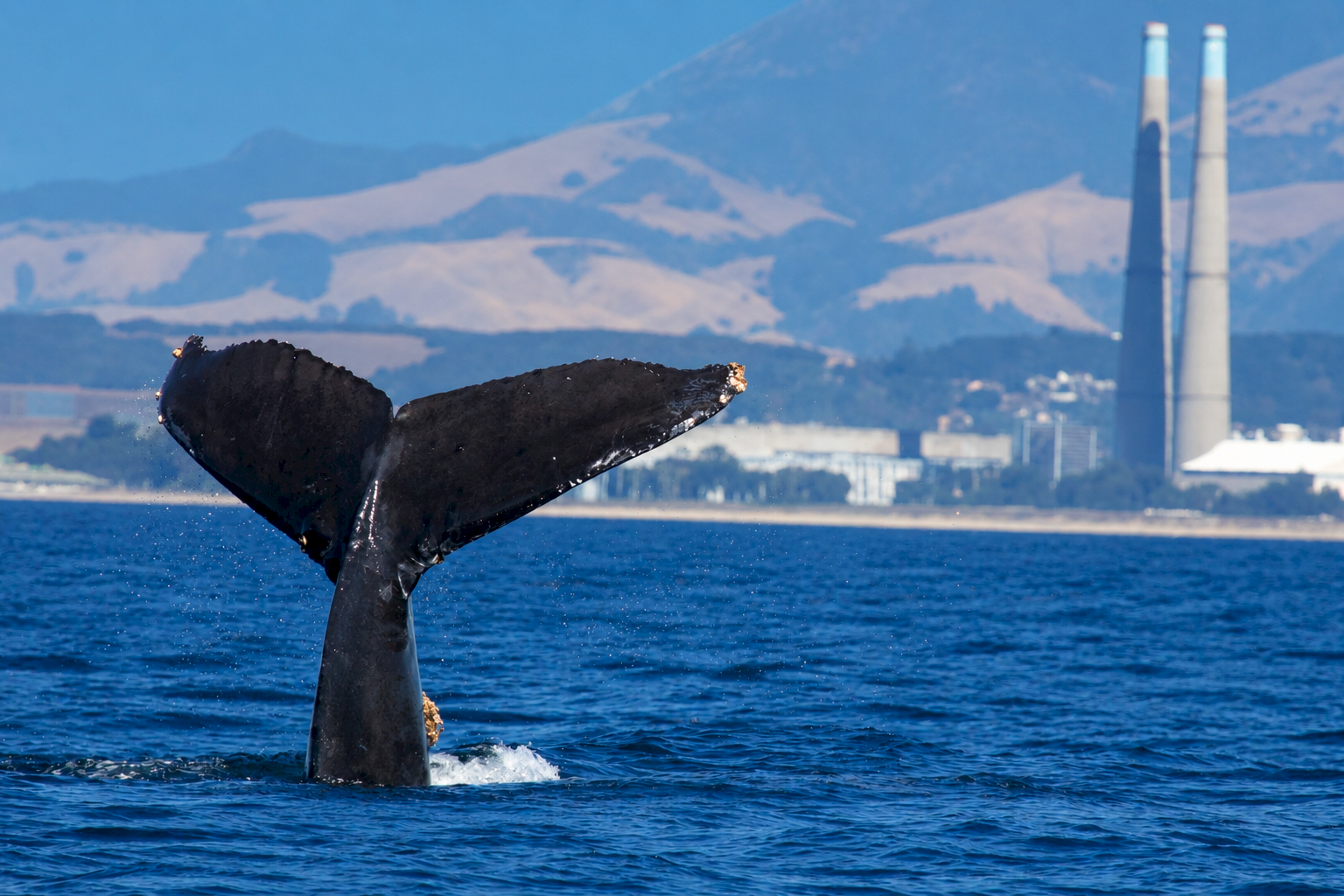 A humpback whale splashes in the ocean, with city shoreline, smokestacks, and blue mountains in the background.