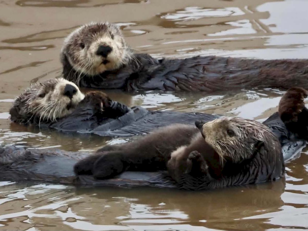 Three otters lounging in muddy water, one playfully resting on a fellow, while others drift and soak up the sun. End.