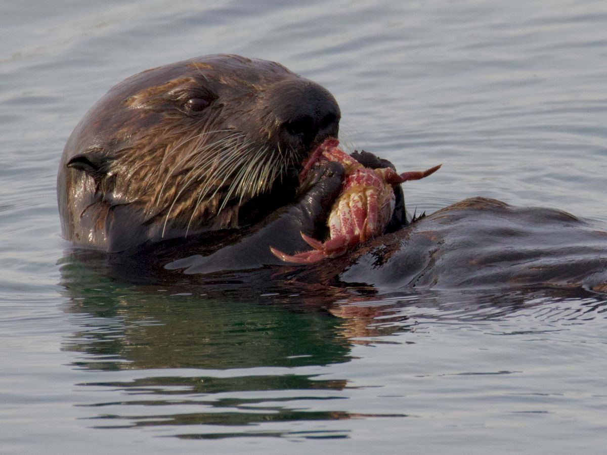A seal in the water is biting into a fish, showing a predatory moment with rippled reflections on the surface.