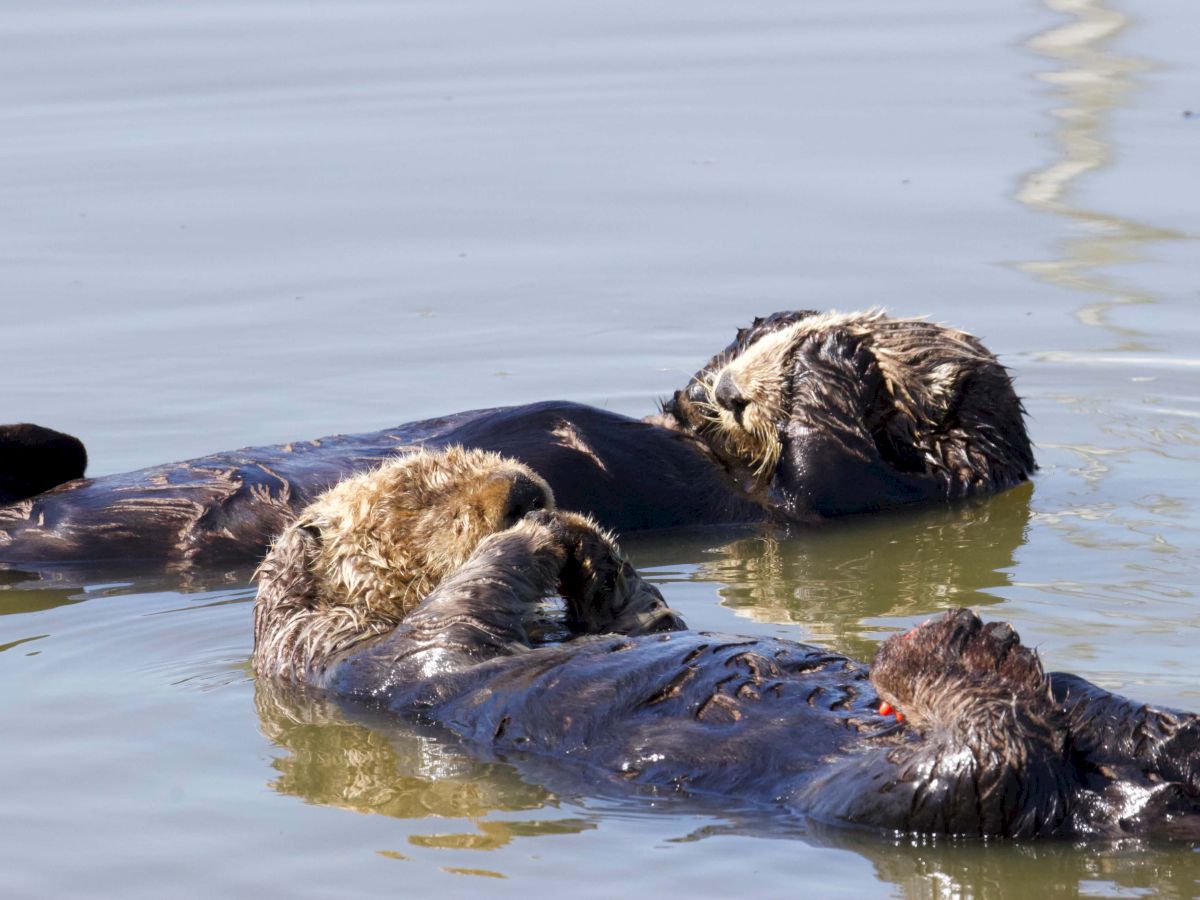 Otters floating on their backs in calm water, one nibbling something and a few snuggled together, cheeks puffed as they rest.