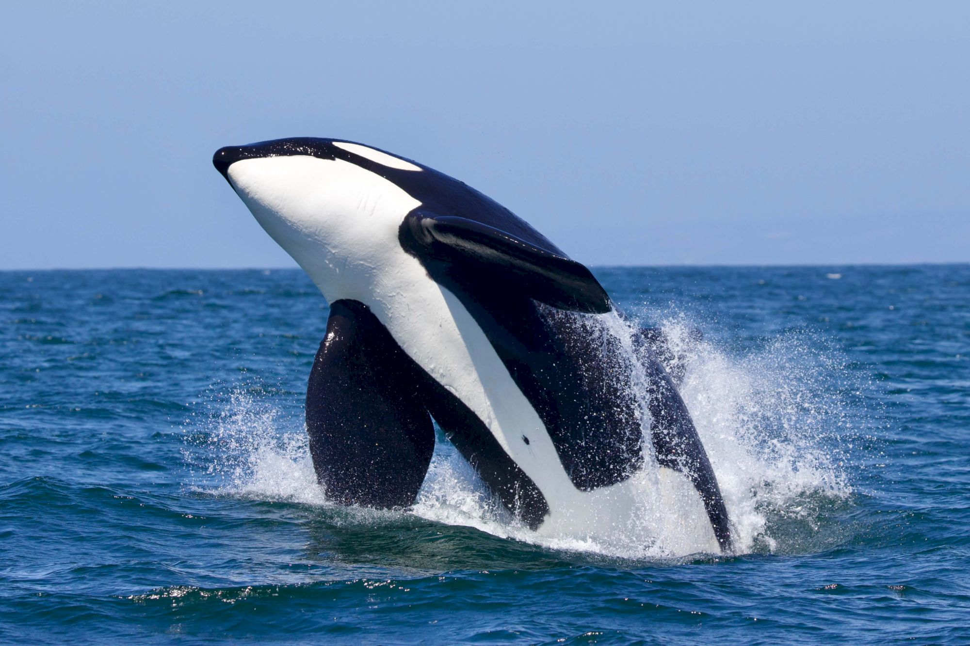 A breaching orca leaps from the blue sea, black-and-white body arcing above the waves, spray flying as it ends its dramatic splash.