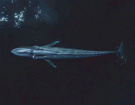 A glowing humpback-like whale swims underwater as sparkly particles trail through the dark, starry ocean.