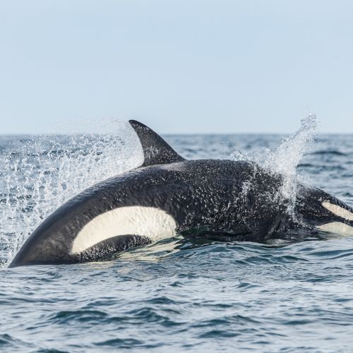 A whale breaches the ocean surface, splashing water as it swims in the open sea under a clear sky.