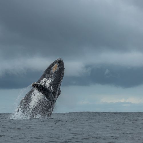 A humpback whale breaches the ocean under stormy skies, splashing water as it rises above the waves.