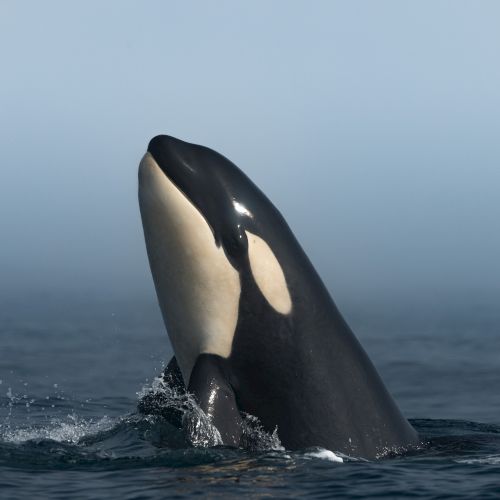 A black-and-white orca breaches the ocean, splashing water as it rises against a calm blue sky.