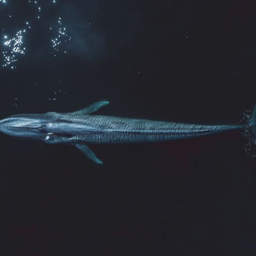 A glowing whale shark swims through the dark ocean, with bubbles and light sparkling around it.